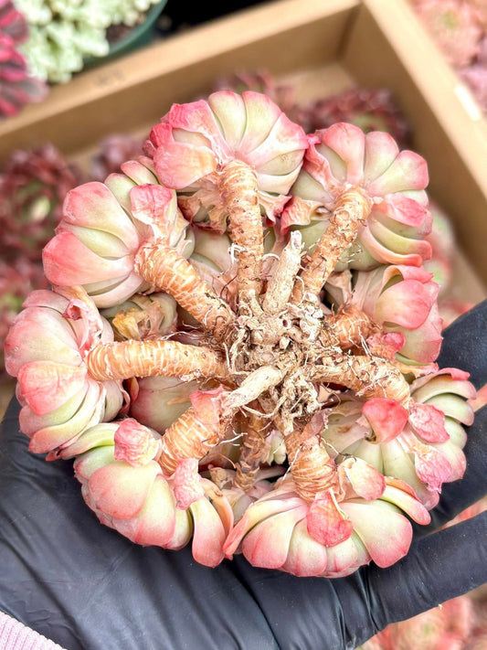 Echeveria Candy Baby | Live Succulent Plant | Korean Succulent | Rare Imported Echeveria | Imported Plants