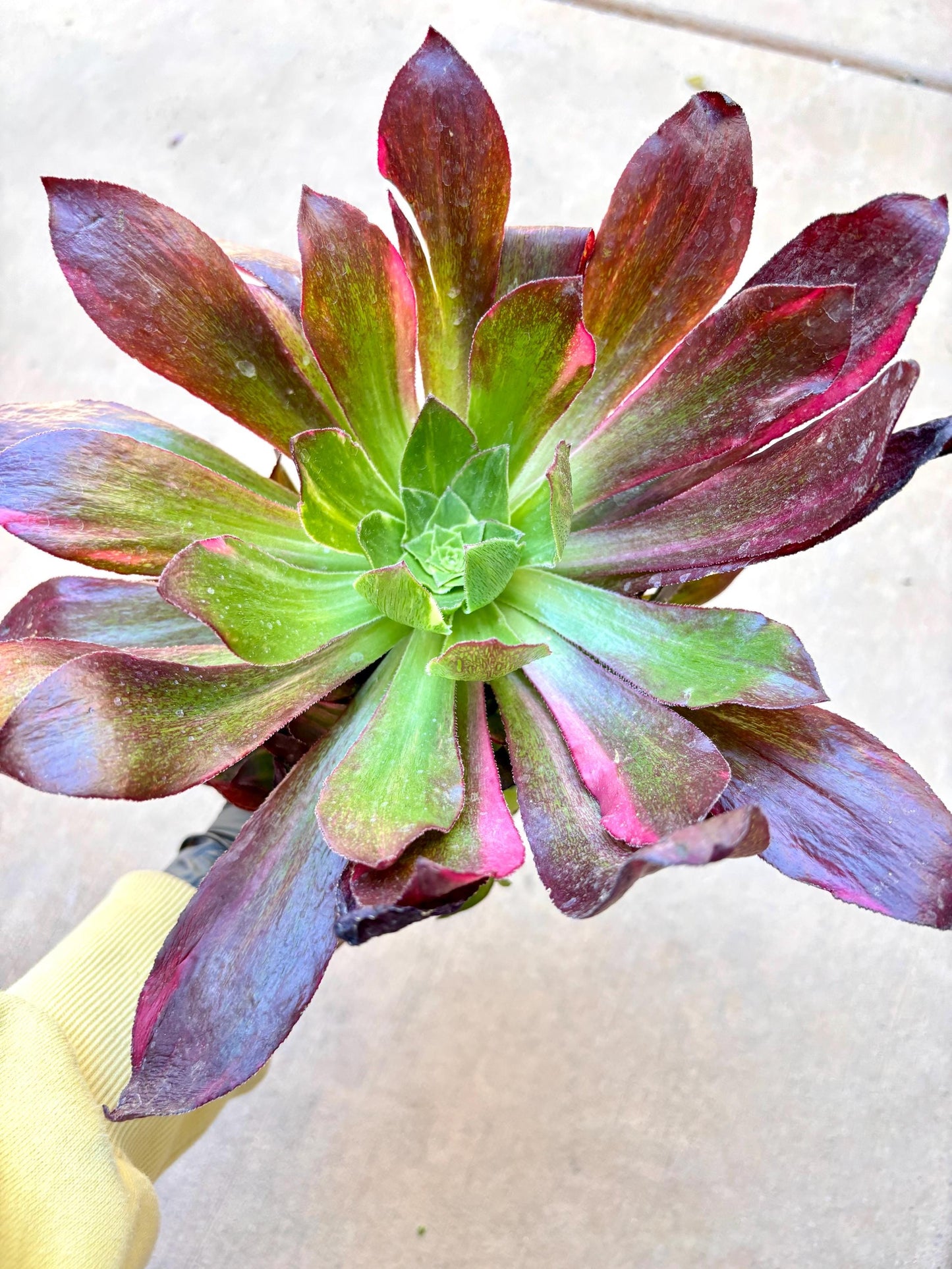 Aeonium Phantom Colorful | Live Succulent Plant | Korean Succulent | Rare Imported Aeonium | Imported Plants