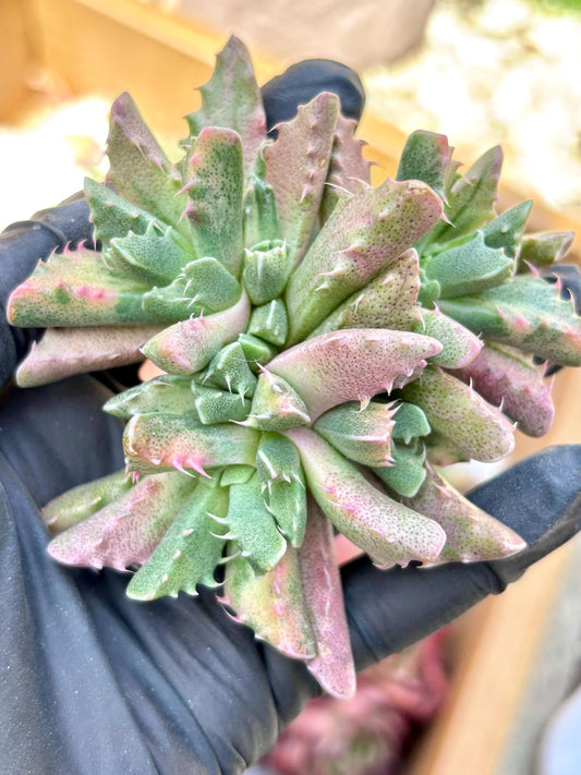 Faucaria Four Sea Variegated | Live Succulent Plant | Korean Succulent | Rare Imported Faucaria | Imported Plants