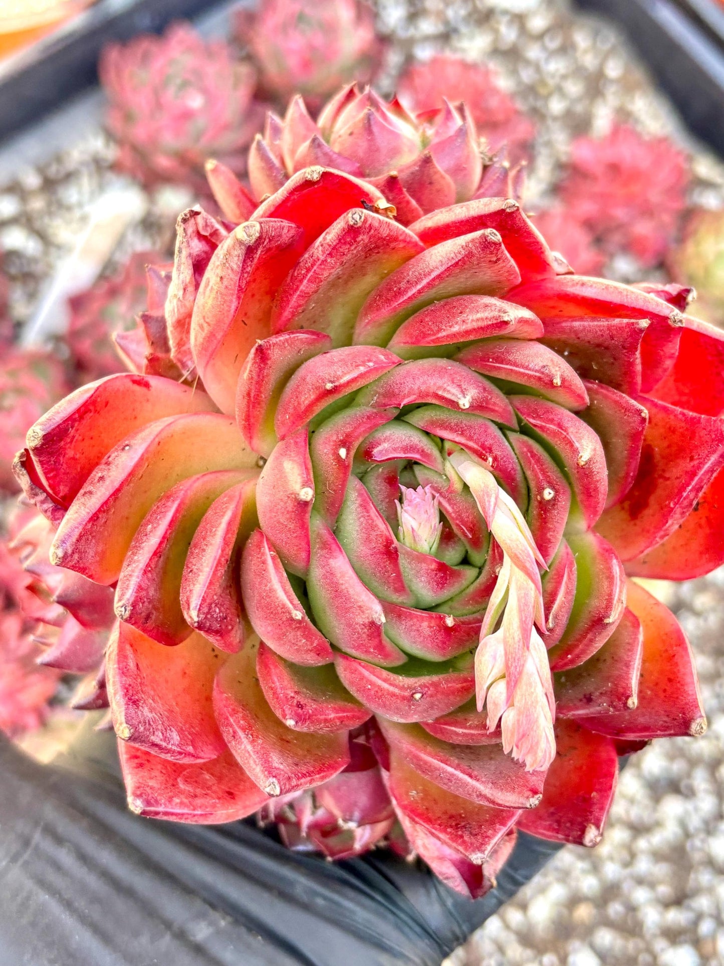 Echeveria Ruoxi | Live Succulent Plant | Imported Plants | Imported Echeveria