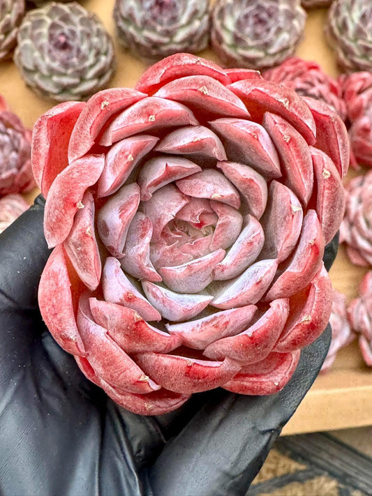 Echeveria Pink Panther | Rare Imported Succulent | Collector’s Succulent