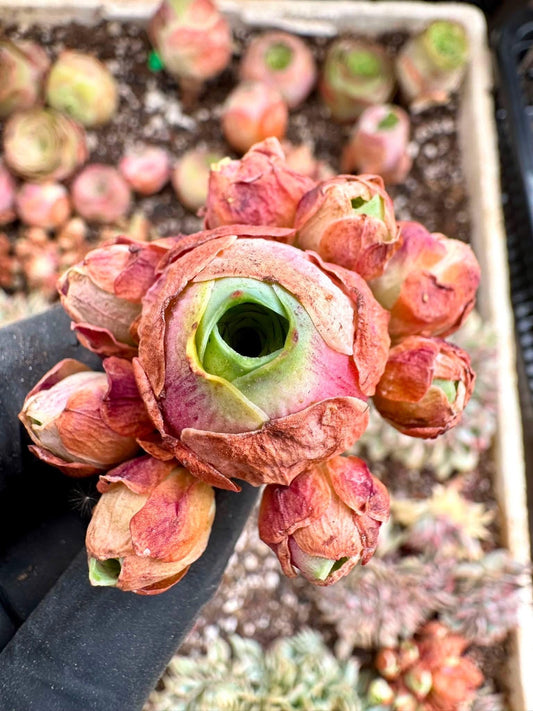 Greenovia Red Velvet | Rare Imported Succulent | Collector’s Succulent