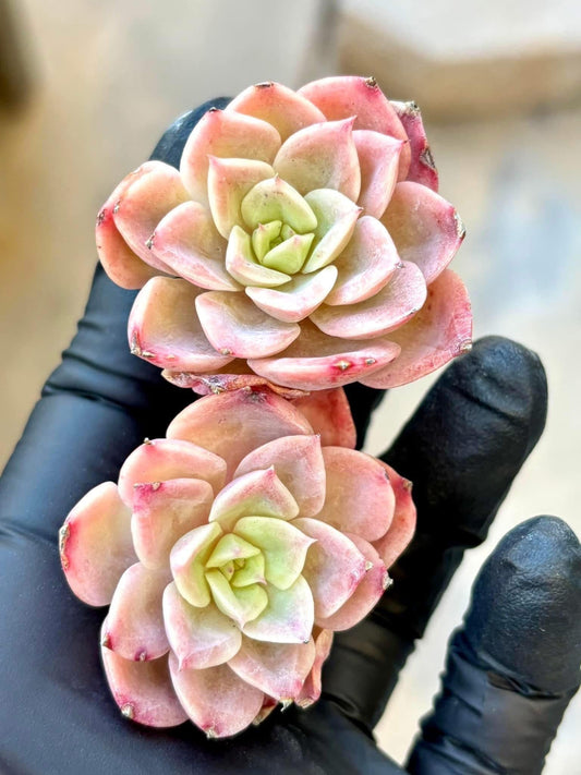 Echeveria Pink Cantaloupe | Live Succulent Plant | Korean Succulent | Rare Imported Echeveria | Imported Plants
