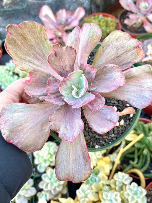 Echeveria Frill Variegated | Live Succulent Plant | Korean Succulent | Rare Imported Echeveria | Imported Plants