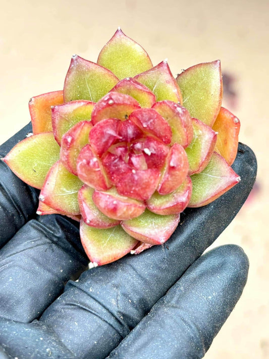 Echeveria Candy Jenny | Live Succulent Plant | Imported Plants | Imported Echeveria