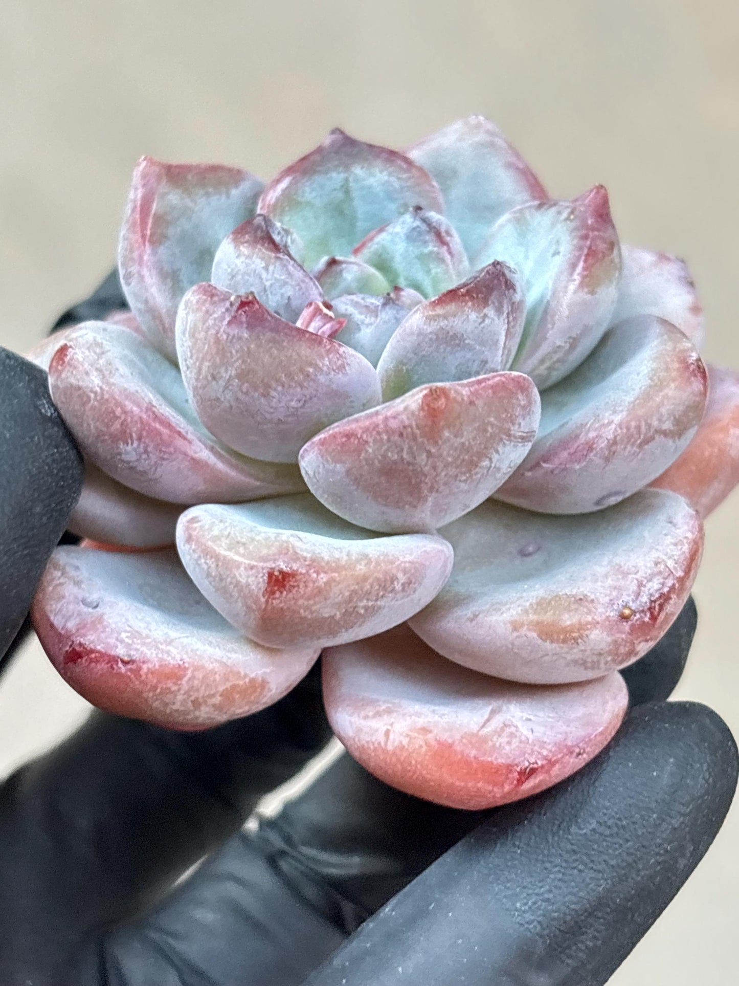Echeveria Bentley Rose | Live Succulent Plant | Korean Succulent | Rare Imported Echeveria | Imported Plants