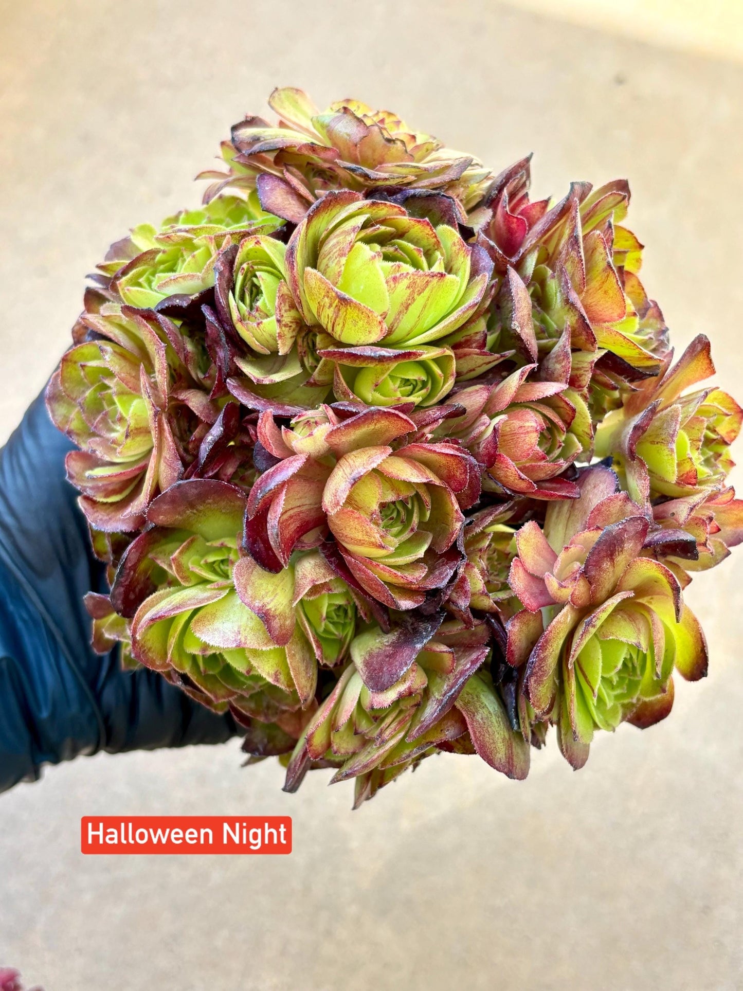 Aeonium Gucci Variegated with special heads | Live Succulent Plant | Korean Succulent | Rare Imported Aeonium | Imported Plants