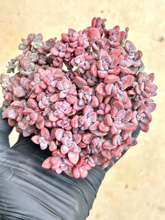 Echeveria Rezry | Live Succulent Plant | Korean Succulent | Variegated Echeveria | Imported Plants | Echeveria Clusters