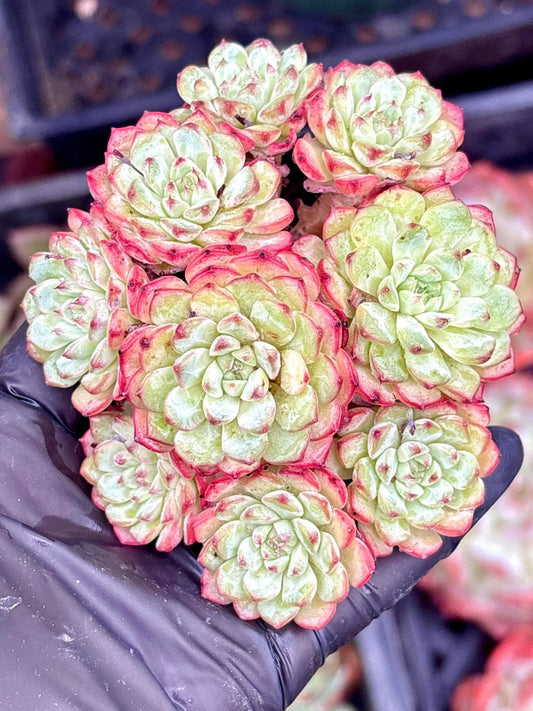 Echeveria Pink Minima | Live Succulent Plant | Korean Succulent | Rare Imported Echeveria | Imported Plants