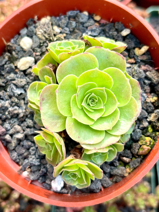 Greenovia XiaPei | Live Succulent Plant | Echeveria Cluster | Rare Imported Echeveria | Imported Plants