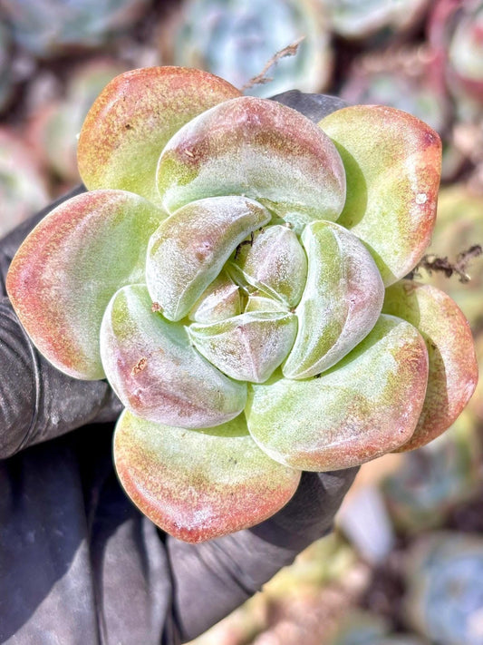 Echeveria Beatrice | Live Succulent Plant | Korean Succulent | Rare Imported Echeveria | Imported Plants