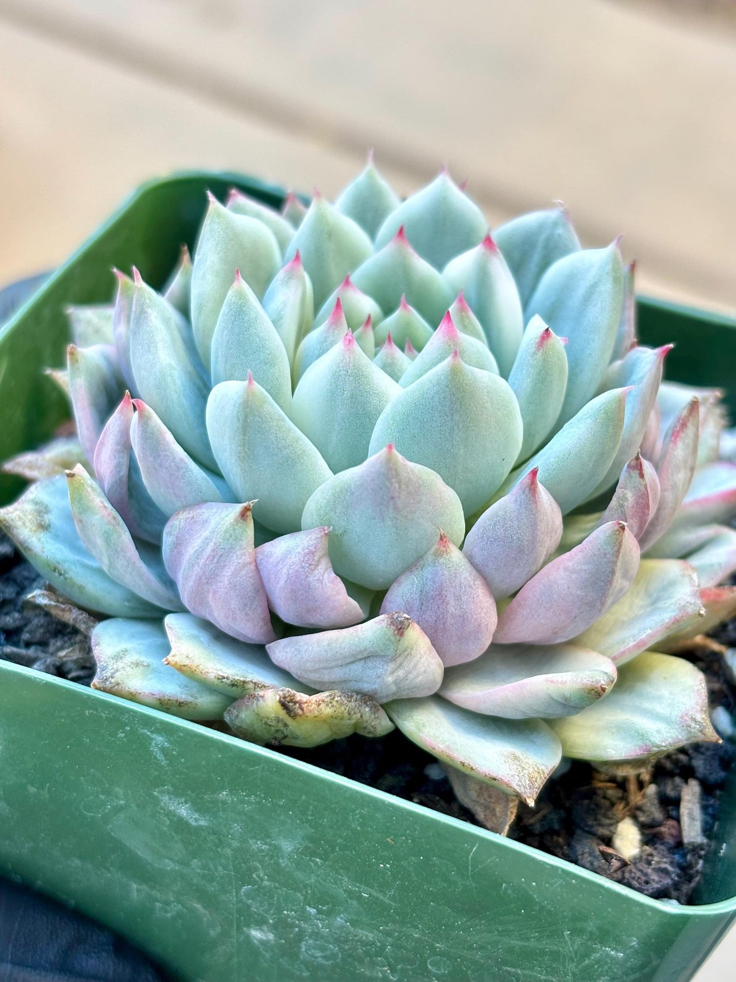 Echeveria Tippy Variegated | Live Succulent Plant | Korean Succulent | Rare Imported Echeveria | Imported Plantsr