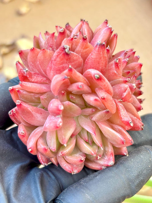 Echeveria Flower Song | Live Succulent Plant | Korean Succulent | Variegated Echeveria | Imported Plants