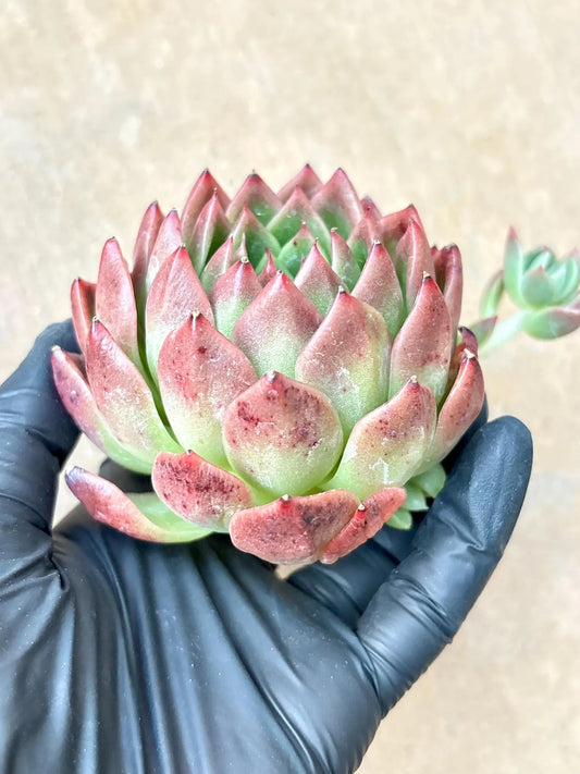 Echeveria Red Flag | Live Succulent Plant | Korean Succulent | Rare Imported Echeveria | Imported Plants