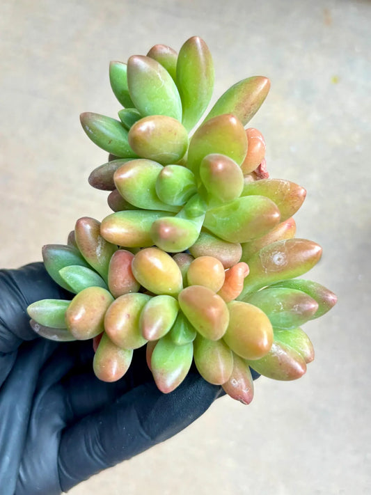 Echeveria Fragrant Mango | Live Succulent Plant | Korean Succulent | Variegated Echeveria | Imported Plants | Echeveria Clusters