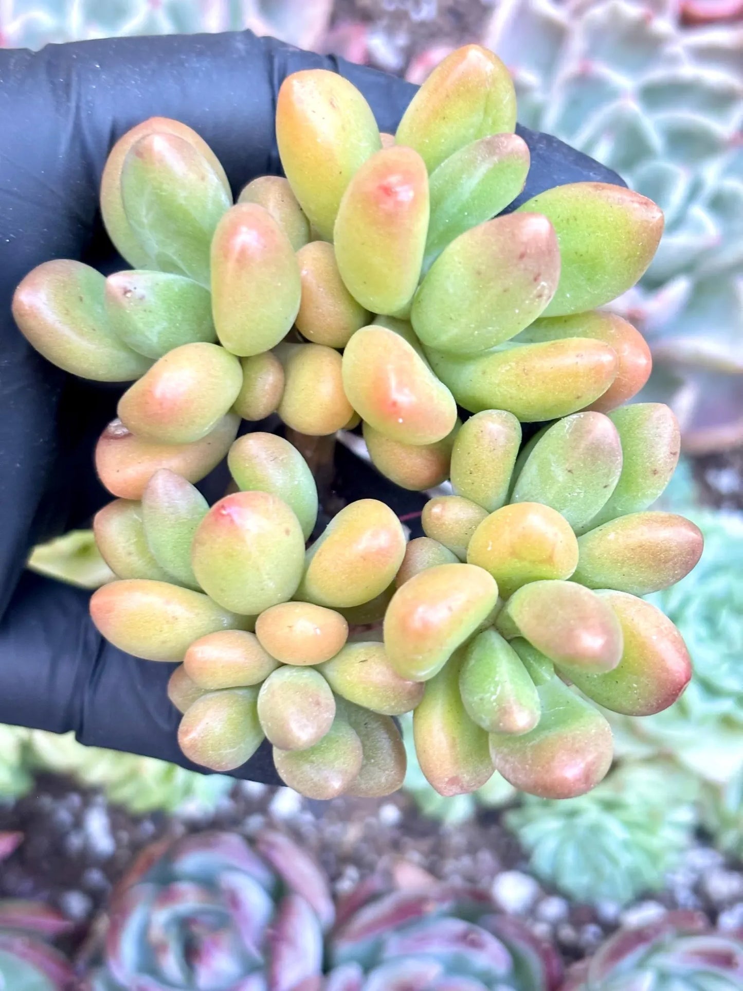Echeveria Fragrant Mango | Live Succulent Plant | Korean Succulent | Variegated Echeveria | Imported Plants | Echeveria Clusters