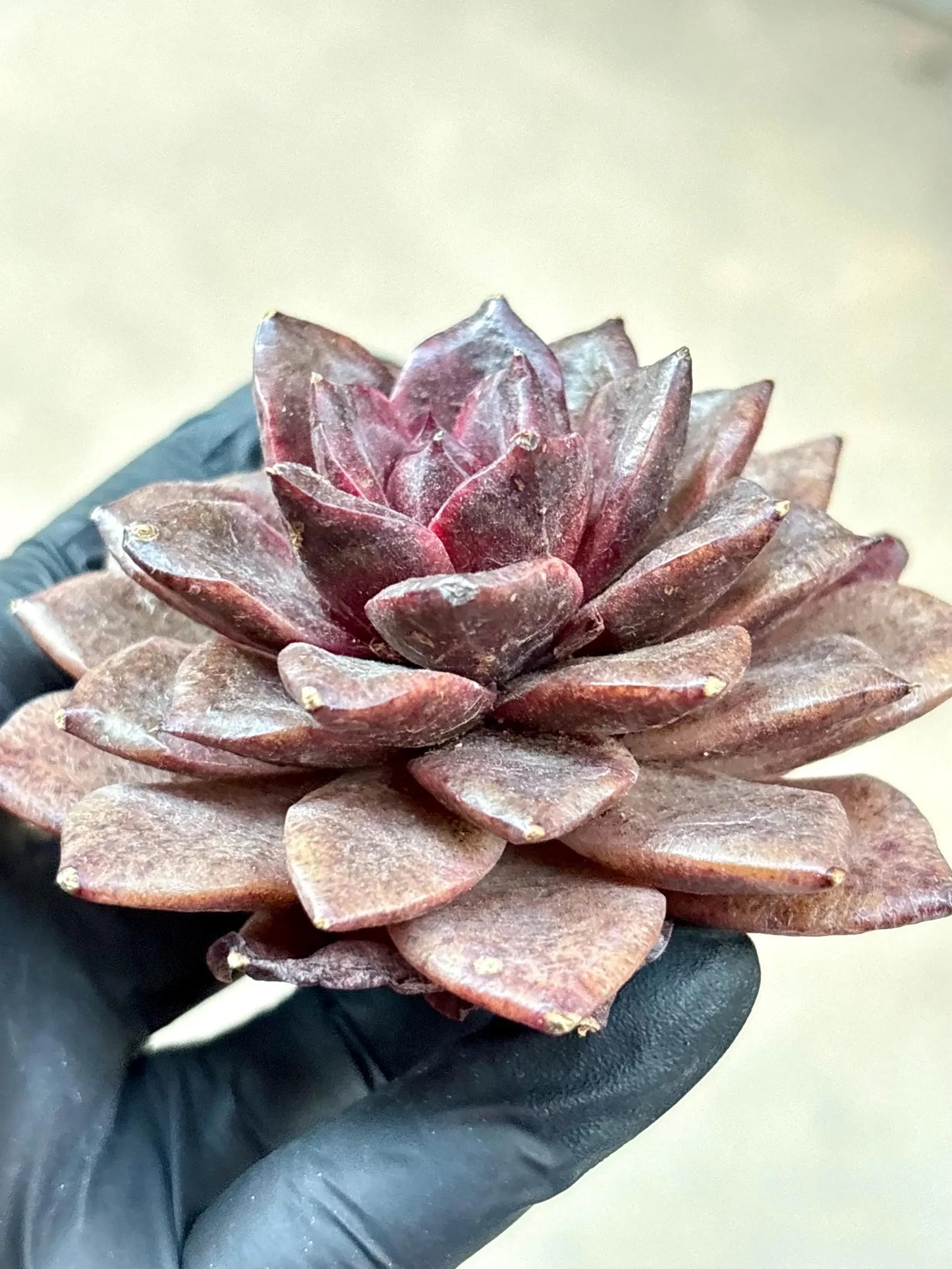 Echeveria Magic Rose | Live Succulent Plant | Korean Succulent | Variegated Echeveria | Imported Plants