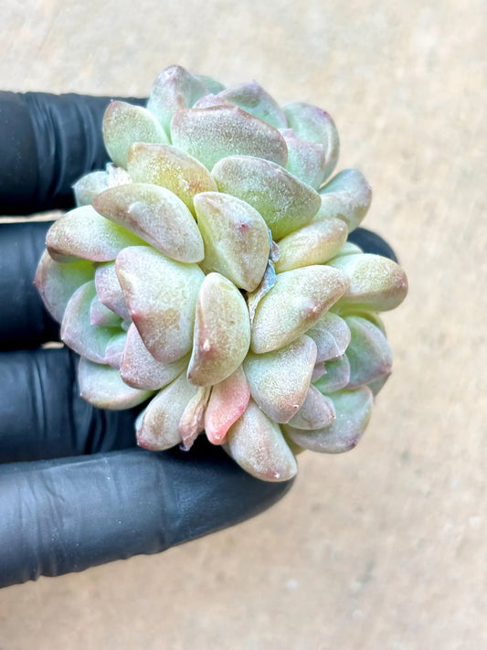 Echeveria Qun Sheng | Live Succulent Plant | Korean Succulent | Variegated Echeveria | Imported Plants