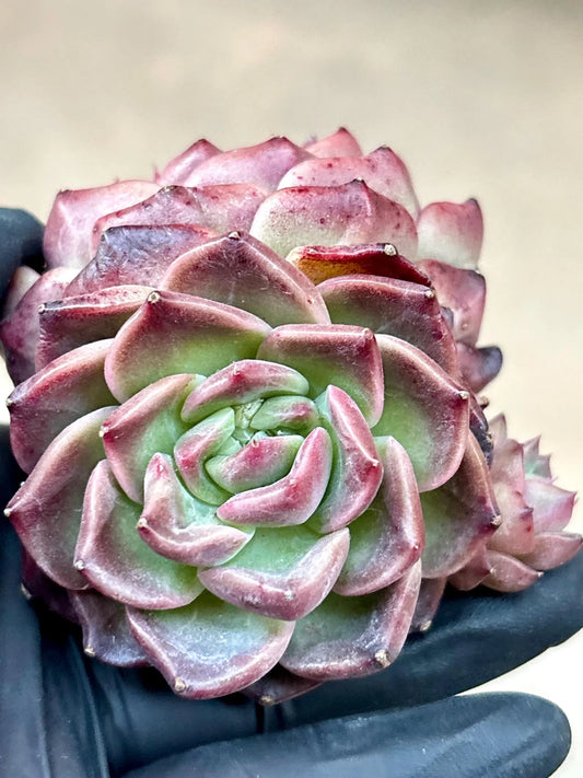 Echeveria Mocca | 4” pot | Live Succulent Plant | Korean Succulent | Variegated Pachyveria | Imported Plants | Echeveria Clusters