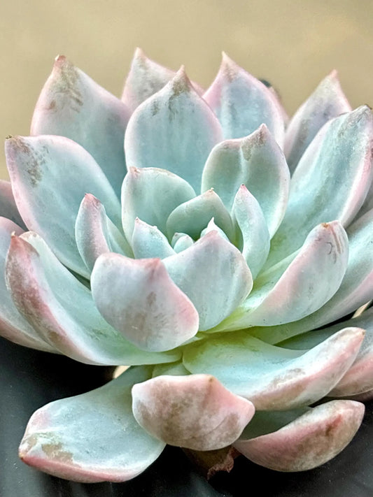 Echeveria Blue Bird Variegated | Live Succulent Plant | Imported Plants | Variegated Echeveria
