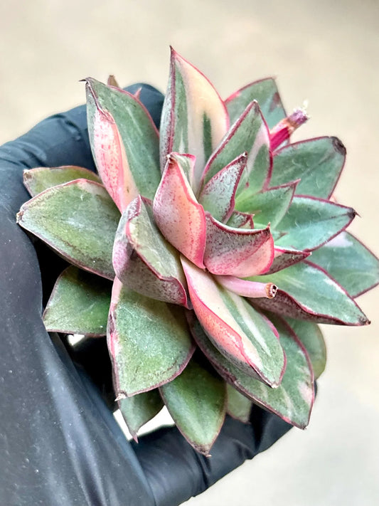 Echeveria Monocerotis | Live Succulent Plant | Korean Succulent | Variegated Echeveria | Imported Plants | Echeveria Clusters