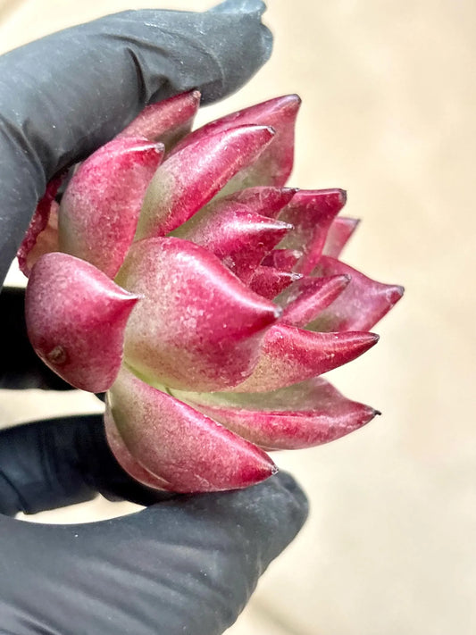 Echeveria Robin | Live Succulent Plant | Korean Succulent | Rare Imported Echeveria | Imported Plants