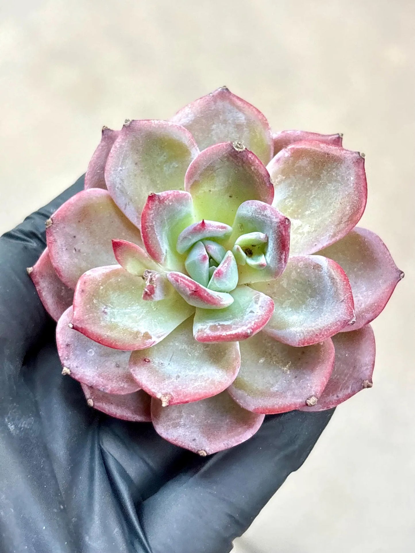Echeveria Xuan Zi | Live Succulent Plant | Korean Succulent | Variegated Echeveria | Imported Plants | Echeveria Clusters