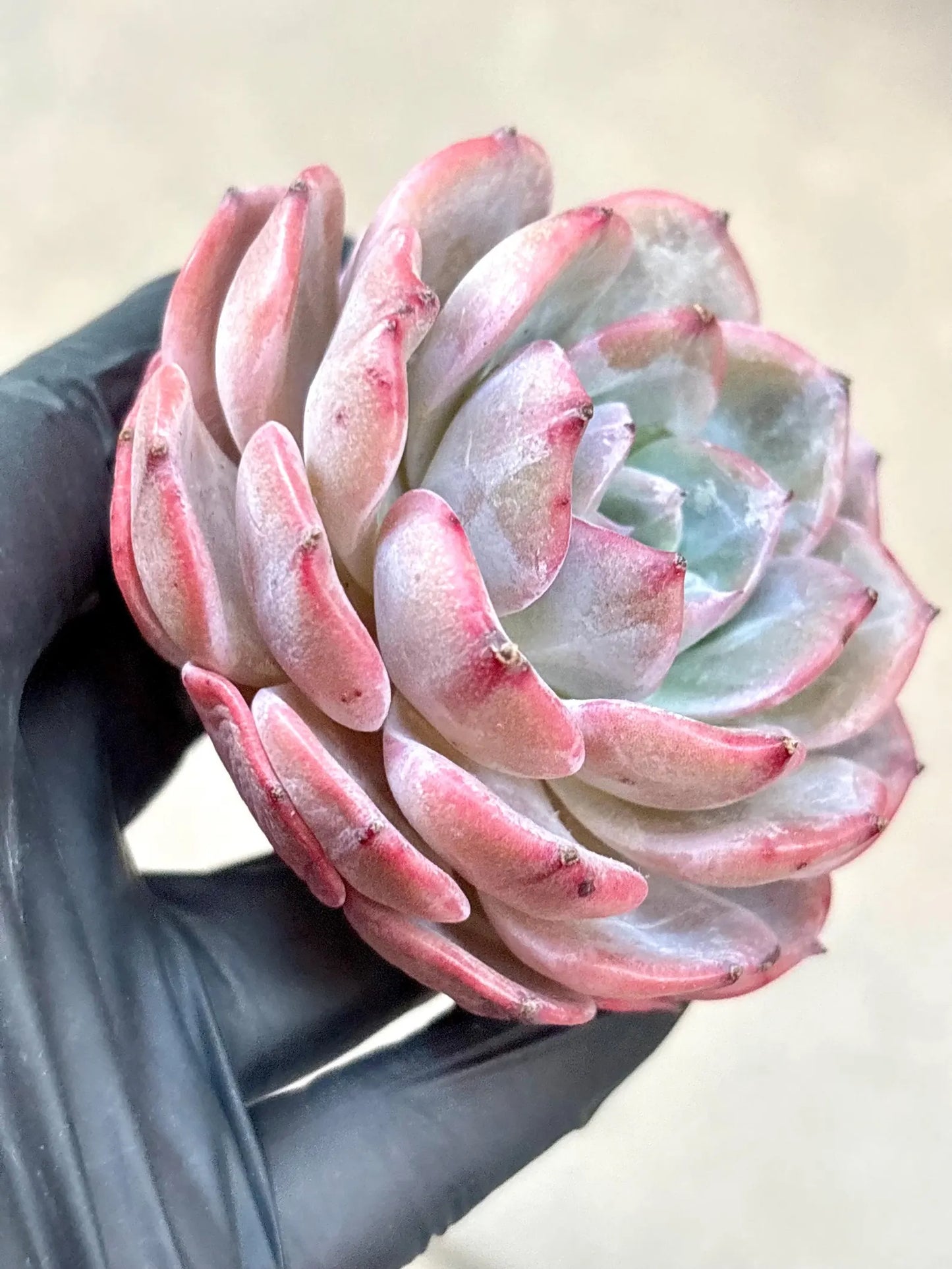 Echeveria Xuan Zi | Live Succulent Plant | Korean Succulent | Variegated Echeveria | Imported Plants | Echeveria Clusters