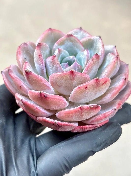 Echeveria Xuan Zi | Live Succulent Plant | Korean Succulent | Variegated Echeveria | Imported Plants | Echeveria Clusters