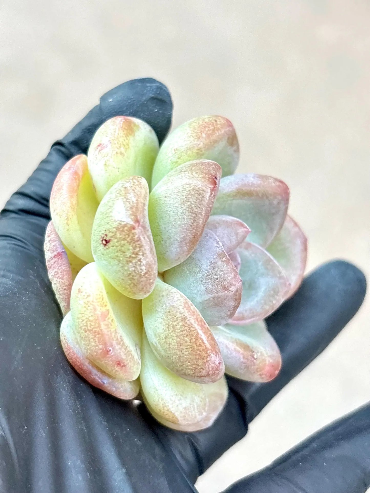 Echeveria Black Ice | Live Succulent Plant | Korean Succulent | Rare Imported sedum | Imported Plants