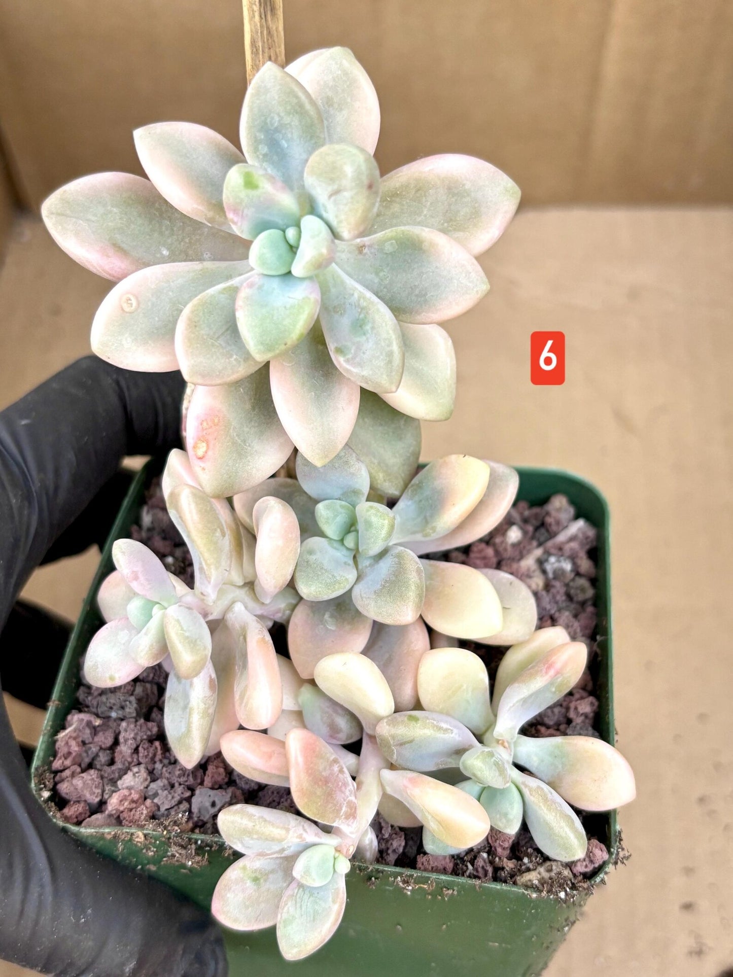 Echeveria Ellen Variegated | Live Succulent Plant | Korean Succulent | Rare Imported Echeveria | Imported Plants