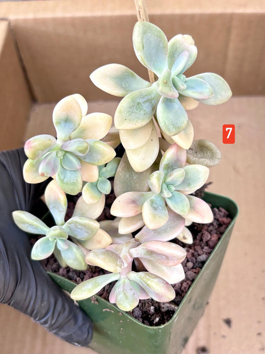 Echeveria Ellen Variegated | Live Succulent Plant | Korean Succulent | Rare Imported Echeveria | Imported Plants