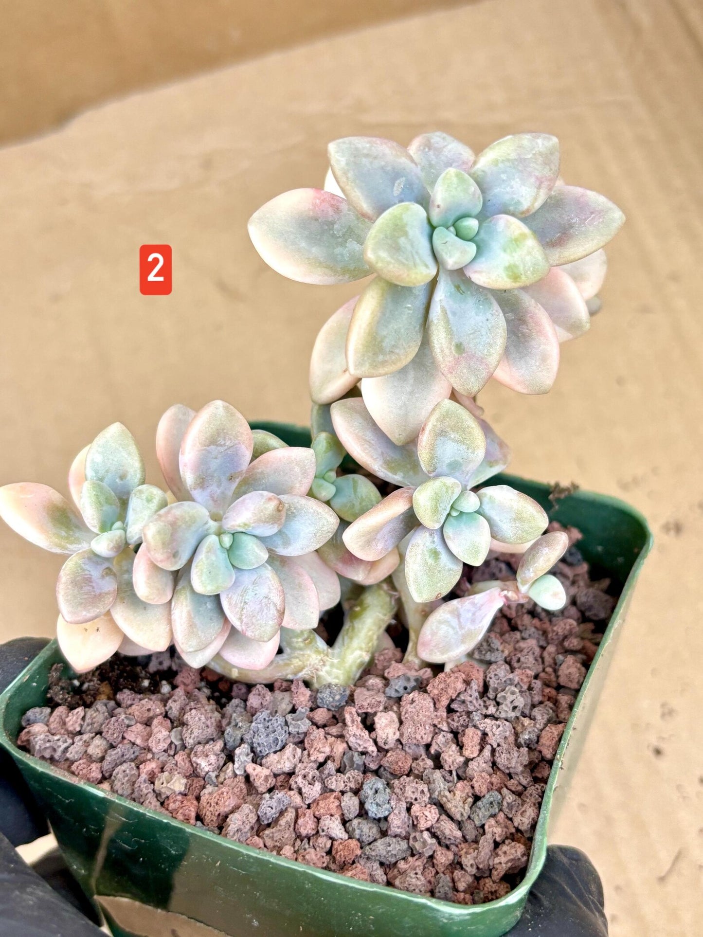 Echeveria Ellen Variegated | Live Succulent Plant | Korean Succulent | Rare Imported Echeveria | Imported Plants