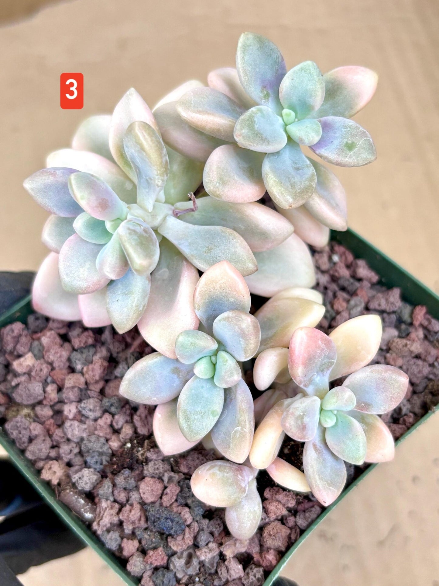 Echeveria Ellen Variegated | Live Succulent Plant | Korean Succulent | Rare Imported Echeveria | Imported Plants