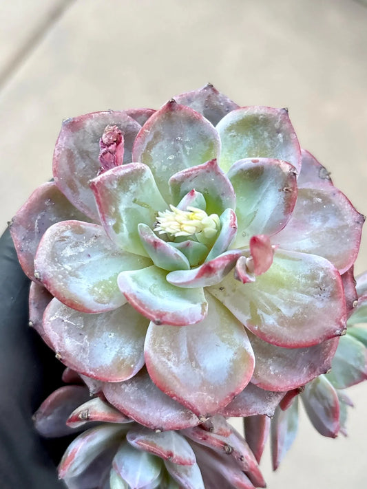 Echeveria Senshigun | Live Succulent Plant | Imported Plants | Imported Echeveria