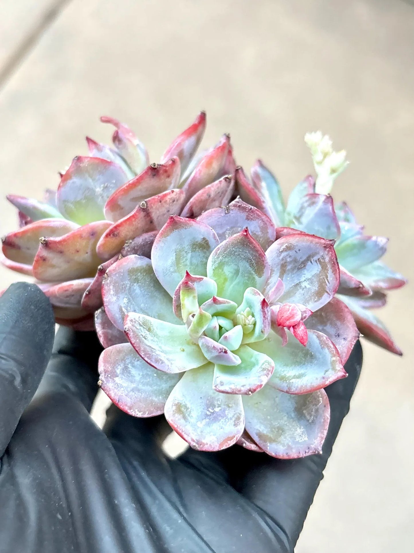 Echeveria Senshigun | Live Succulent Plant | Imported Plants | Imported Echeveria