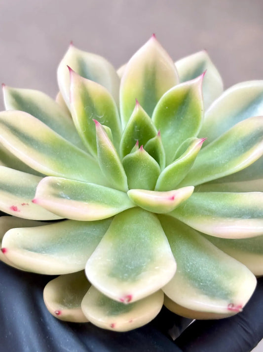 Echeveria Golden Jubilee Variegated | Live Succulent Plant | Korean Succulent | Rare Imported Echeveria | Imported Plants