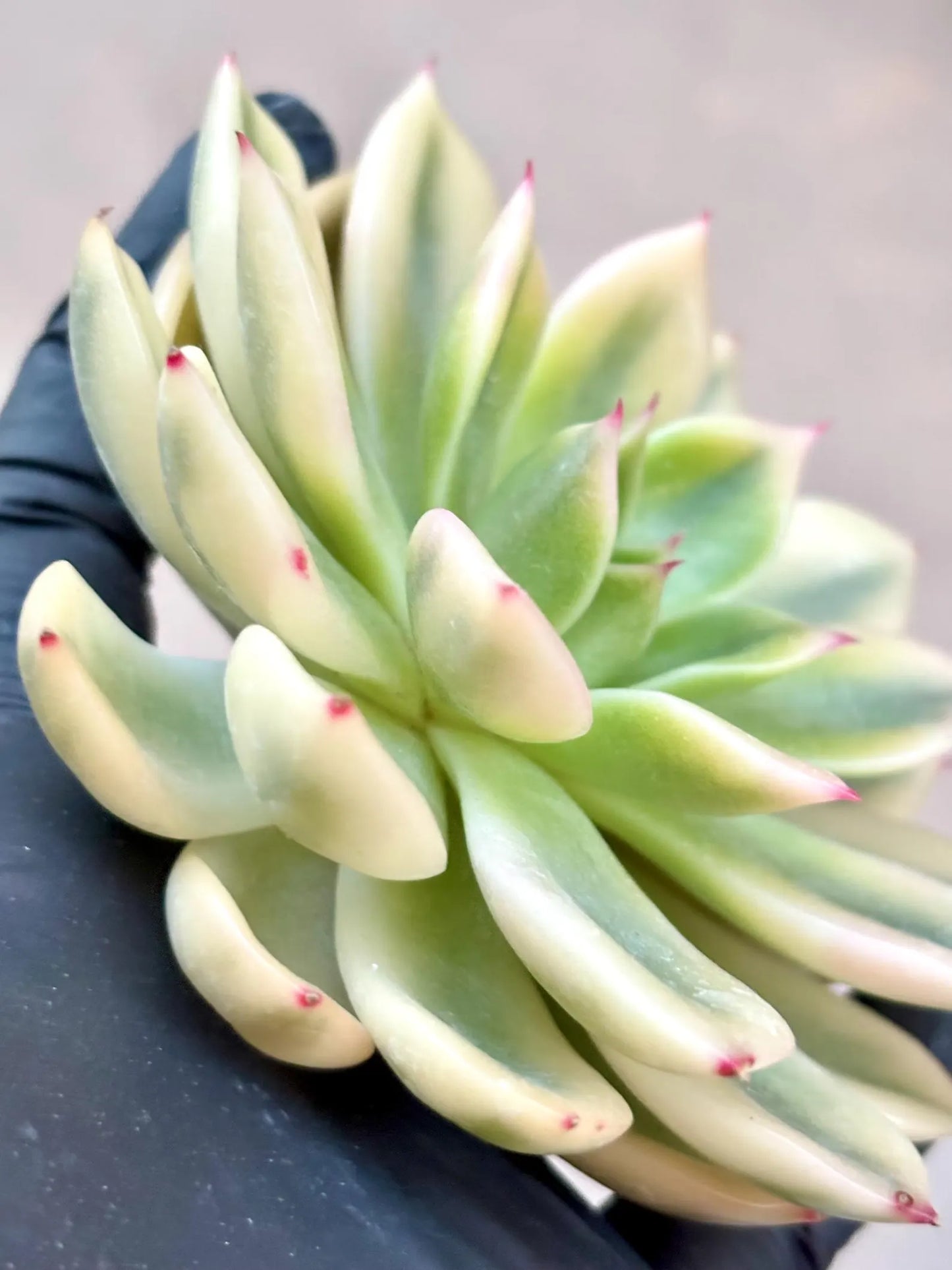 Echeveria Golden Jubilee Variegated | Live Succulent Plant | Korean Succulent | Rare Imported Echeveria | Imported Plants
