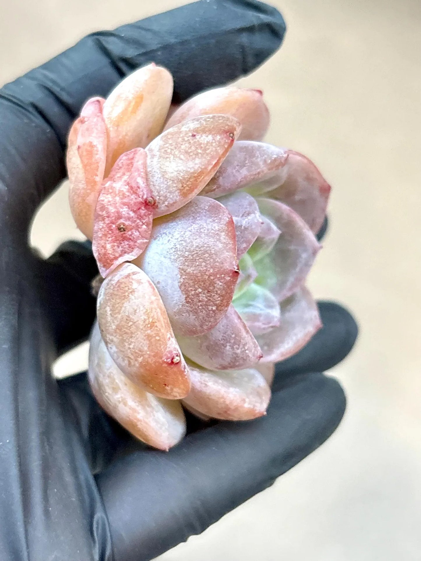 Echeveria Corolla | Live Succulent Plant | Korean Succulent | Variegated Echeveria | Imported Plants