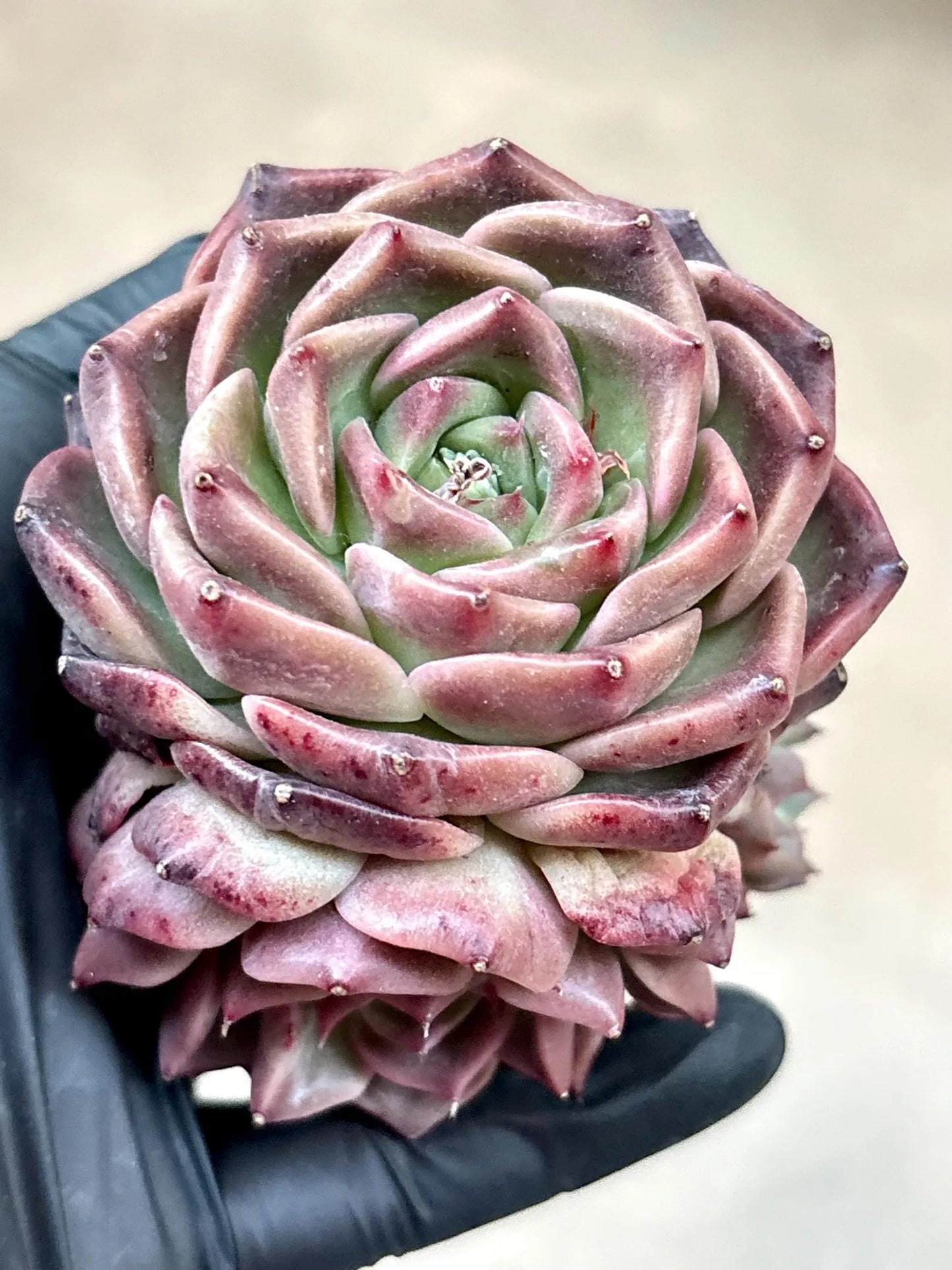 Echeveria Mocca | 4” pot | Live Succulent Plant | Korean Succulent | Variegated Pachyveria | Imported Plants | Echeveria Clusters