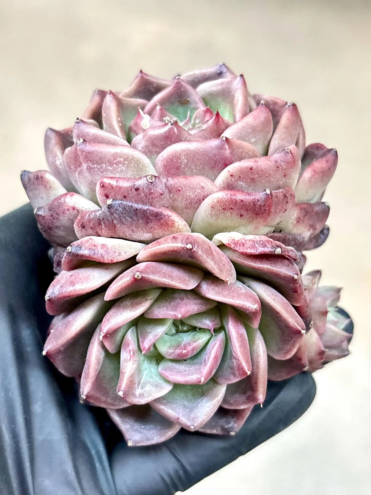 Echeveria Mocca | 4” pot | Live Succulent Plant | Korean Succulent | Variegated Pachyveria | Imported Plants | Echeveria Clusters