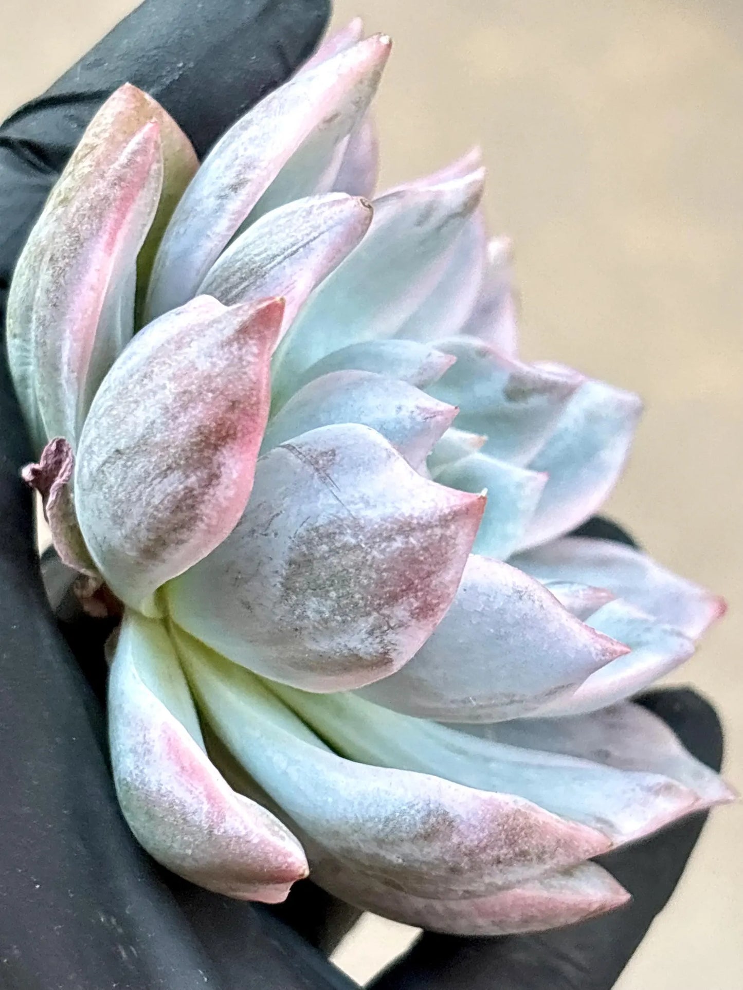 Echeveria Blue Bird Variegated | Live Succulent Plant | Imported Plants | Variegated Echeveria