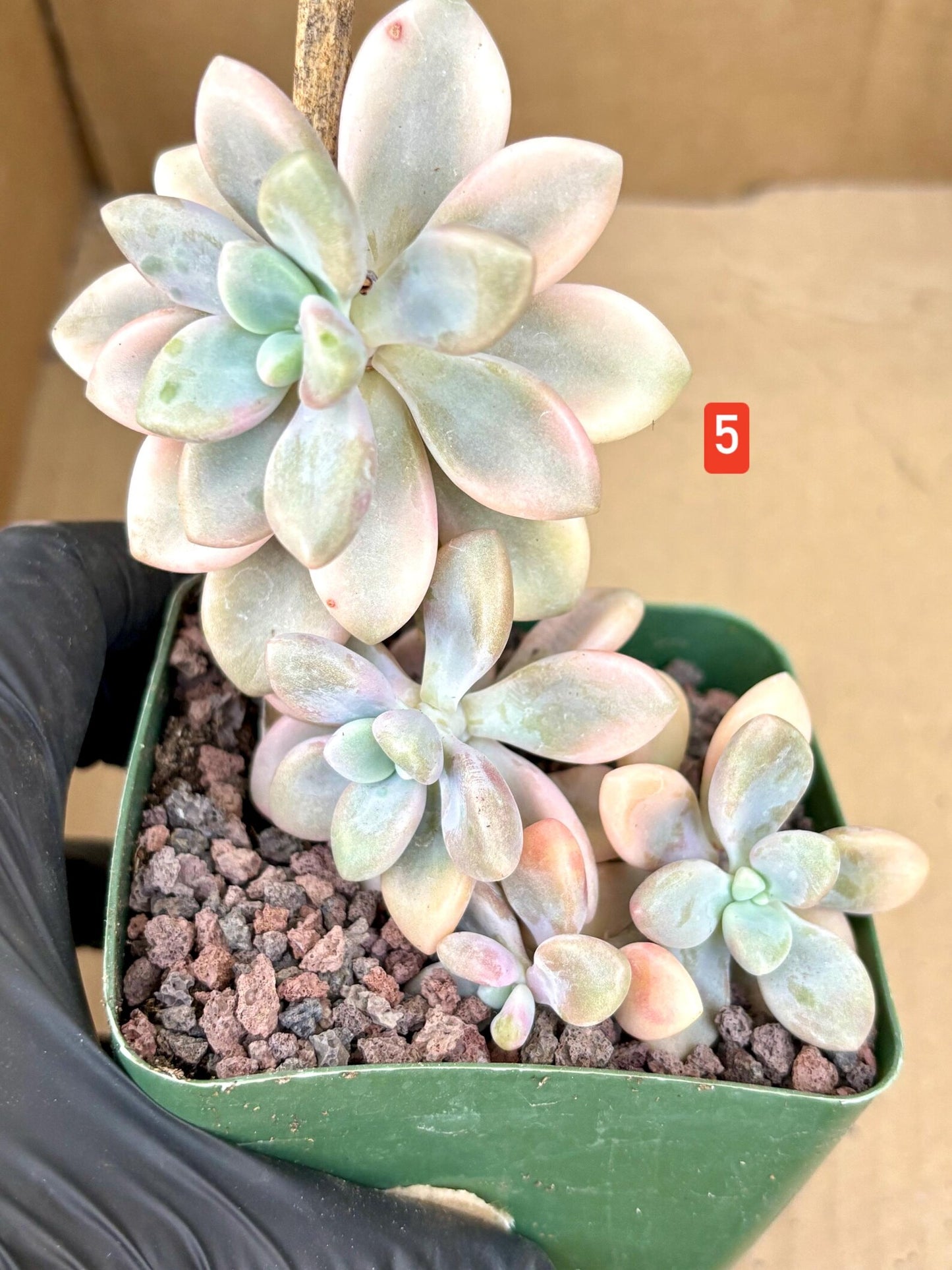 Echeveria Ellen Variegated | Live Succulent Plant | Korean Succulent | Rare Imported Echeveria | Imported Plants