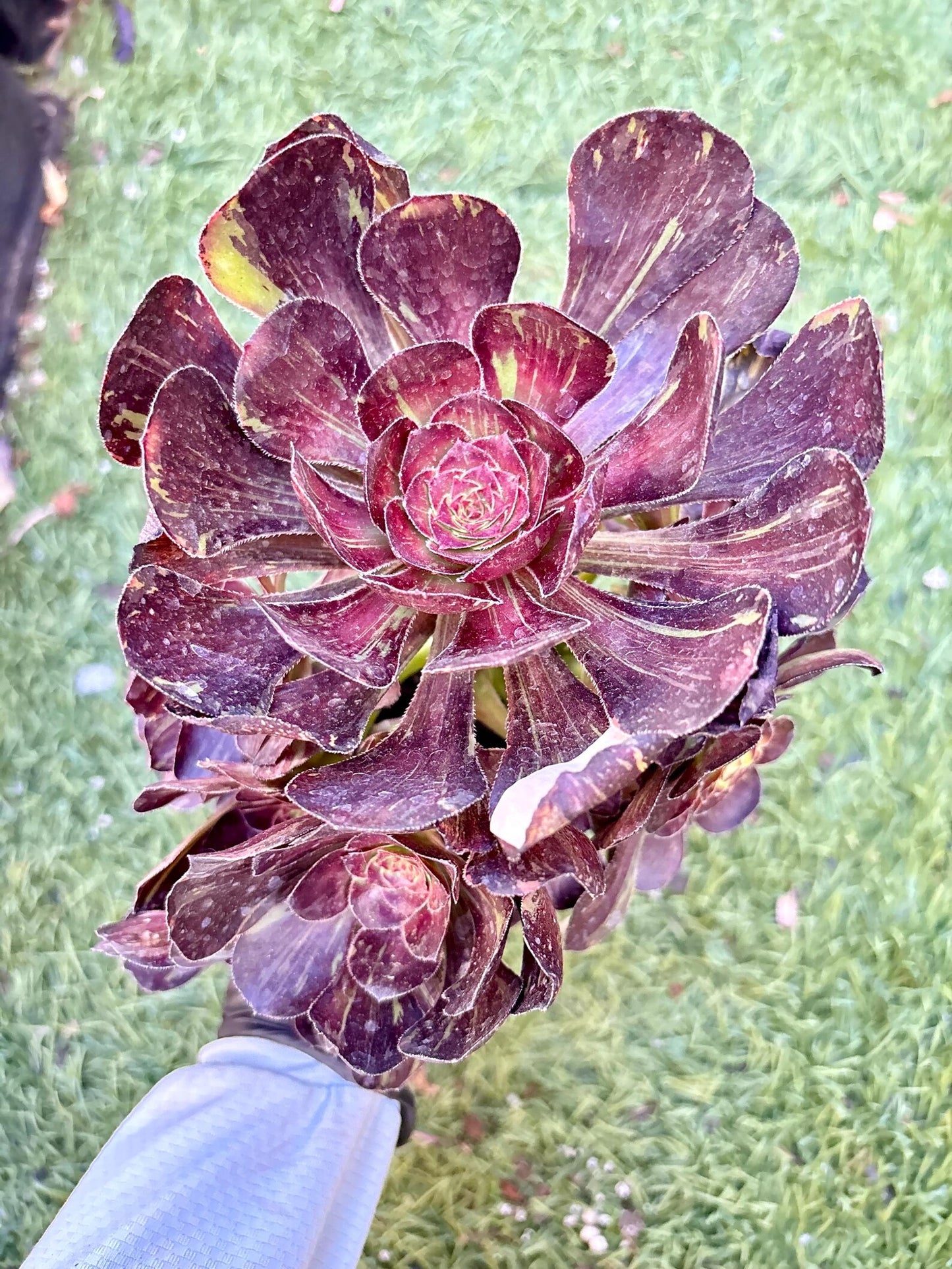 Aeonium Yuan Ye Variegated | Live Succulent Plant | Rare Imported Aeonium | Imported Plants