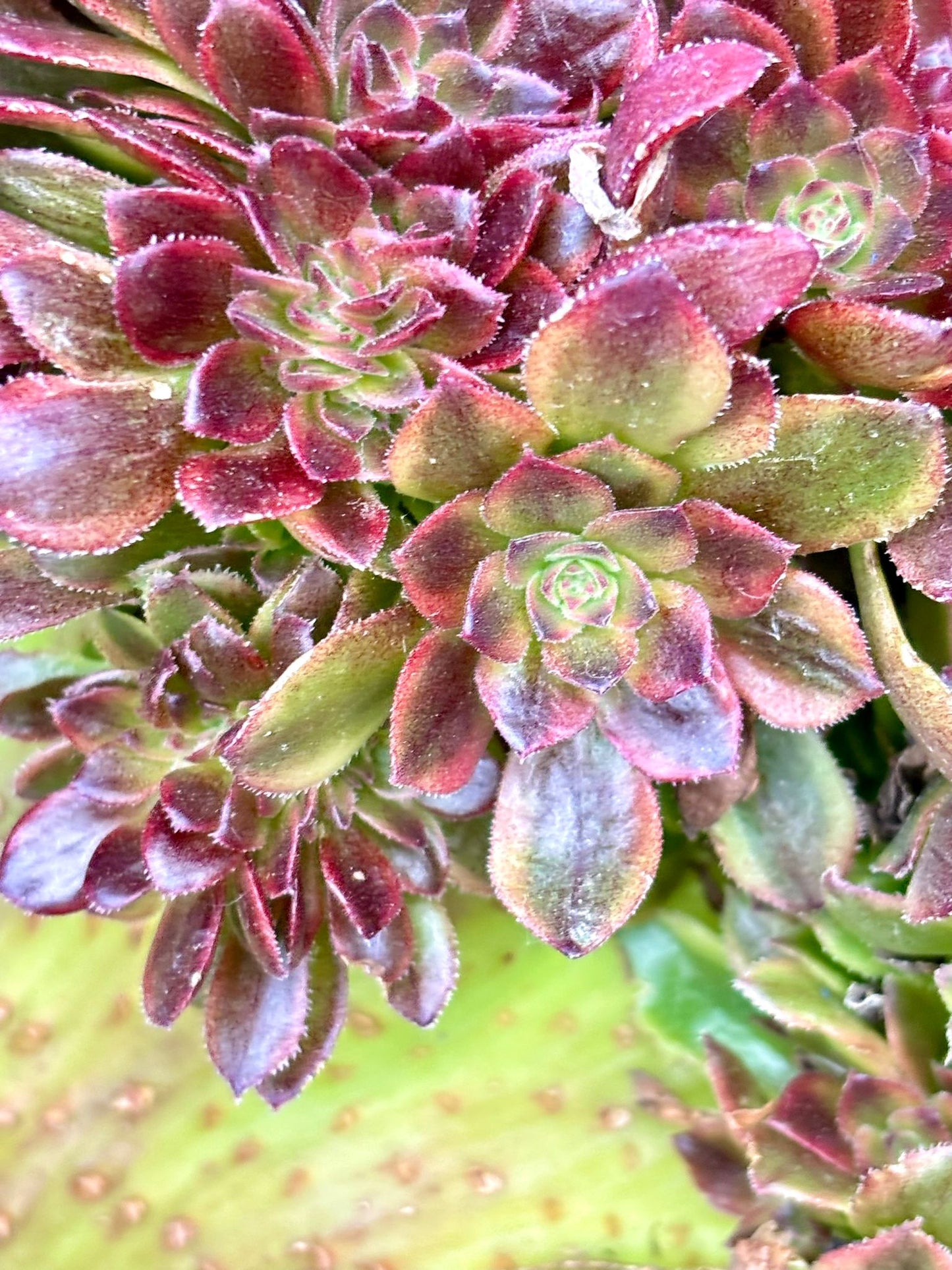 Aeonium Linlang Variegated Crested | 13” width | Live Succulent Plant | Korean Succulent | Variegated aeonium | Imported Plants |