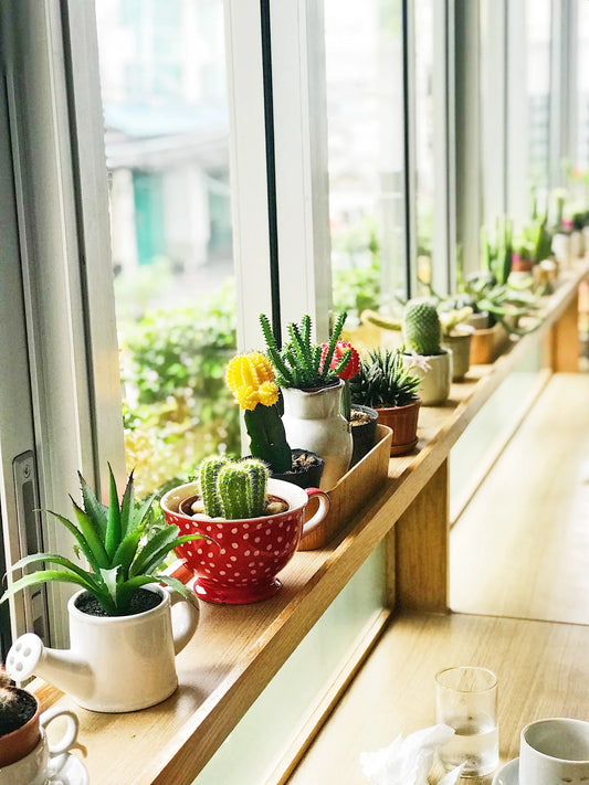 Tips For Succulent Plants