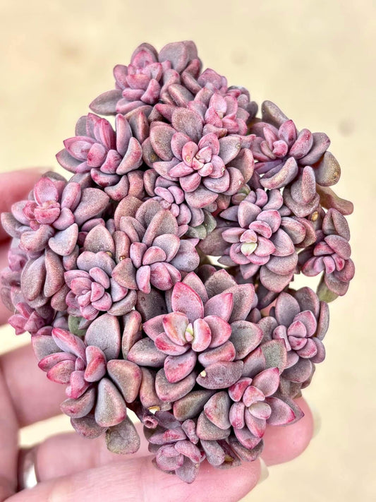 Echeveria Manaudes | Live Succulent Plant | Korean Succulent | Imported Plants | Colorful Echeveria