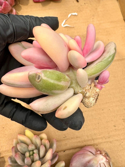 Pachyveria Red Finger Variegated | Rare Imported Succulent | Collector’s Succulent