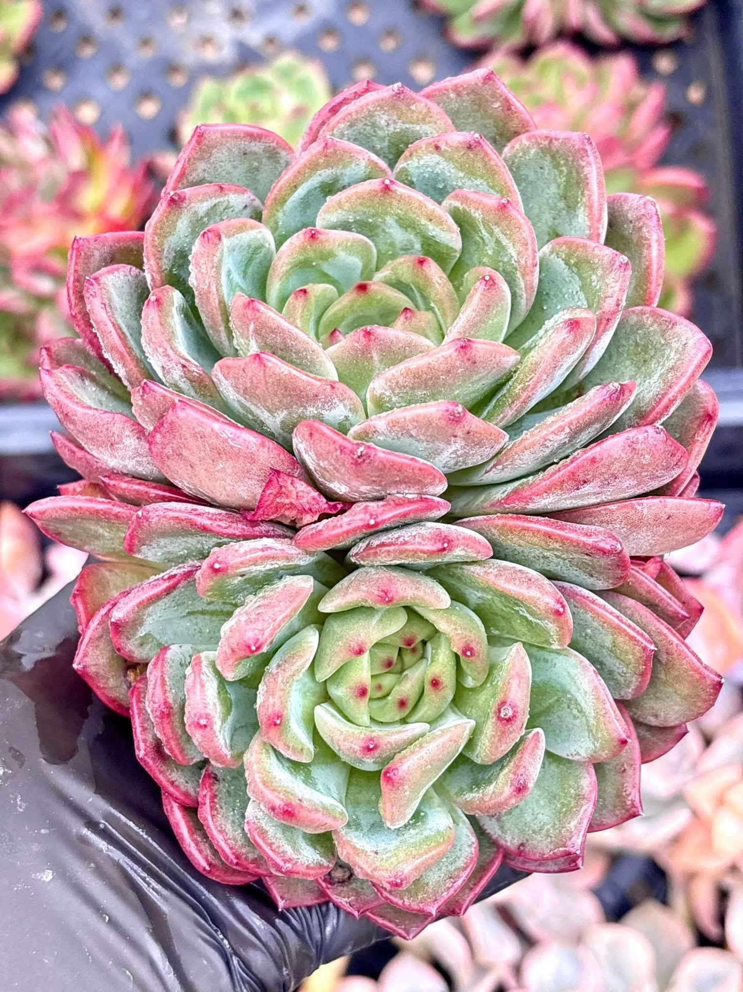 Echeveria Luna | Live Succulent Plant | Korean Succulent | Variegated Echeveria | Imported Plants