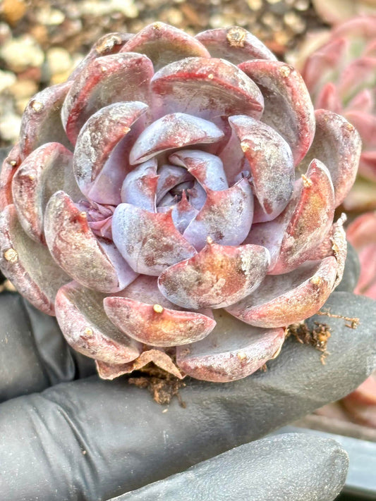 Echeveria Lanmei | Live Succulent Plant | Korean Succulent | Rare Imported Echeveria | Imported Plants